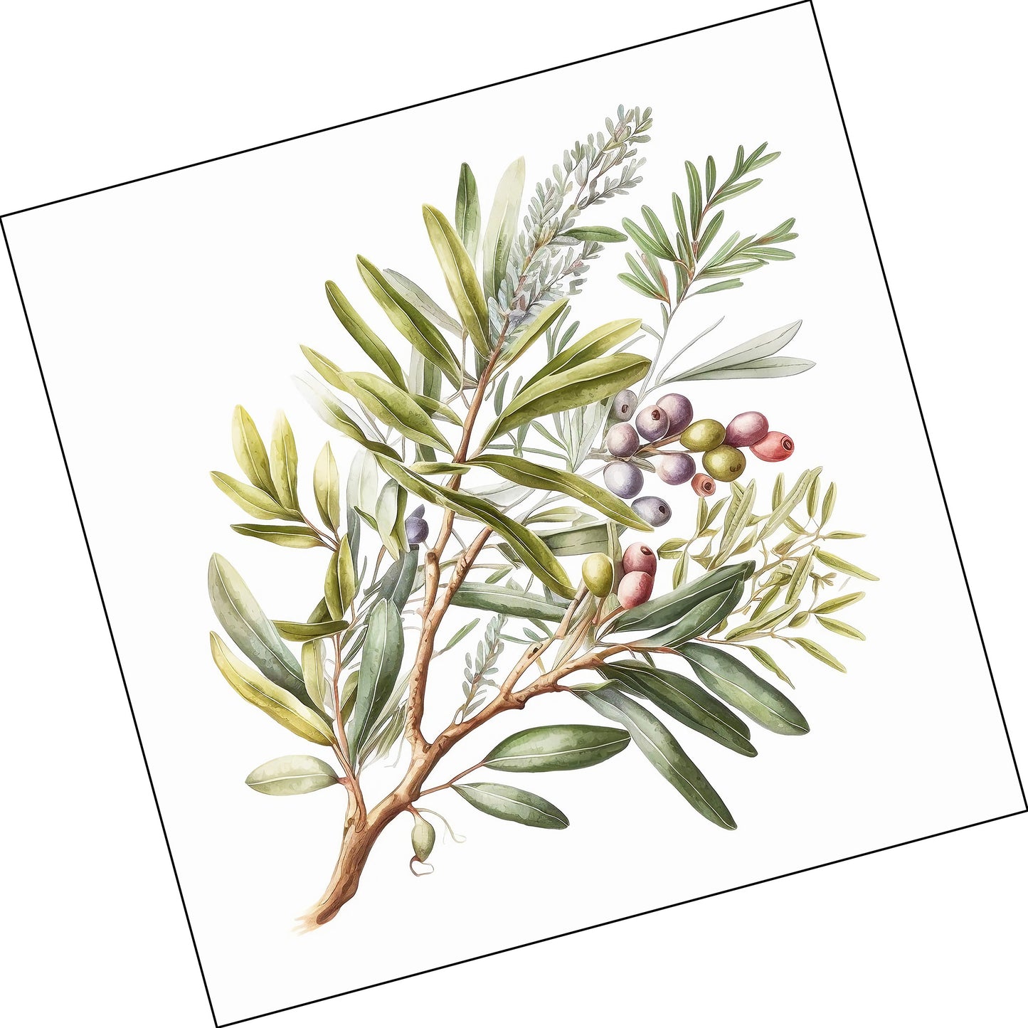 Olive Tree Branch