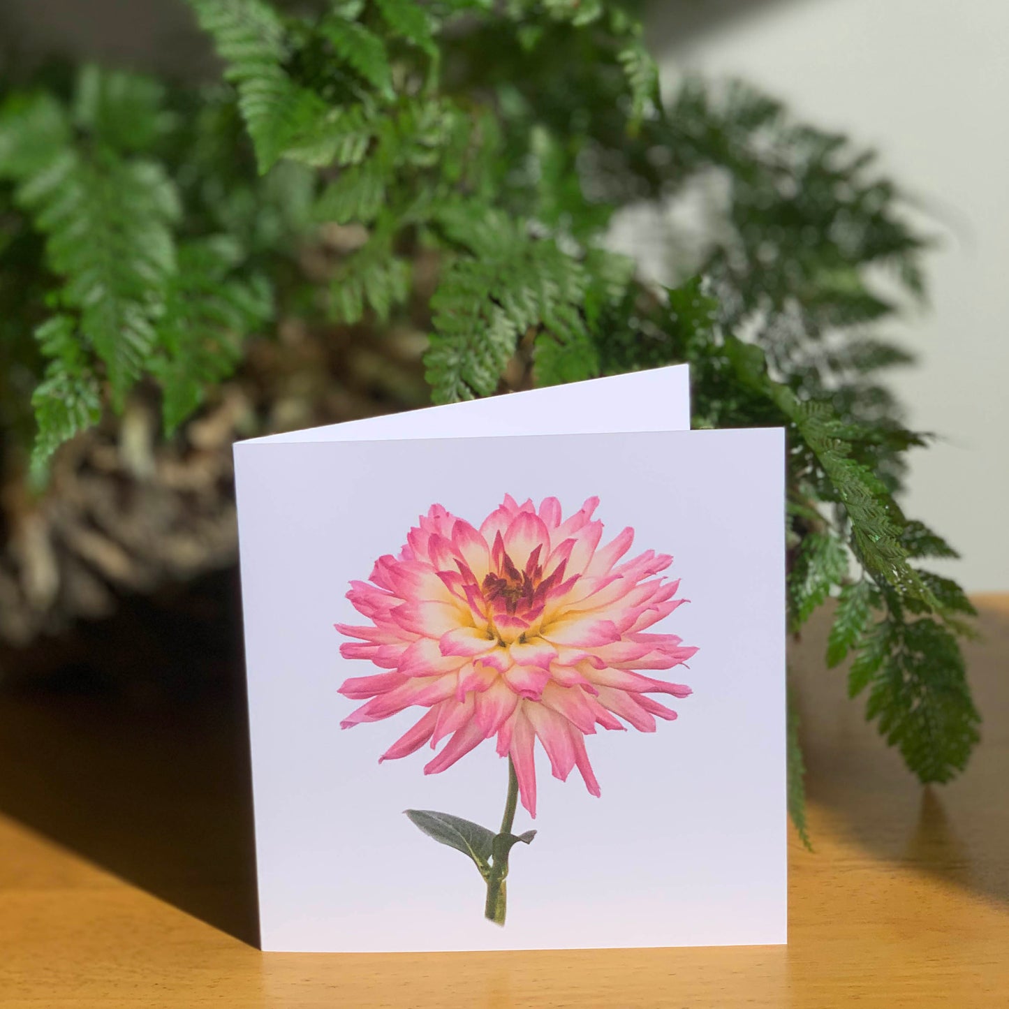 Pink Dahlia Cutout DSC9477