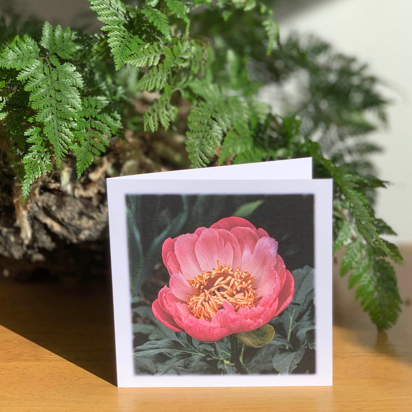 Pink Peony 1st DSC2037