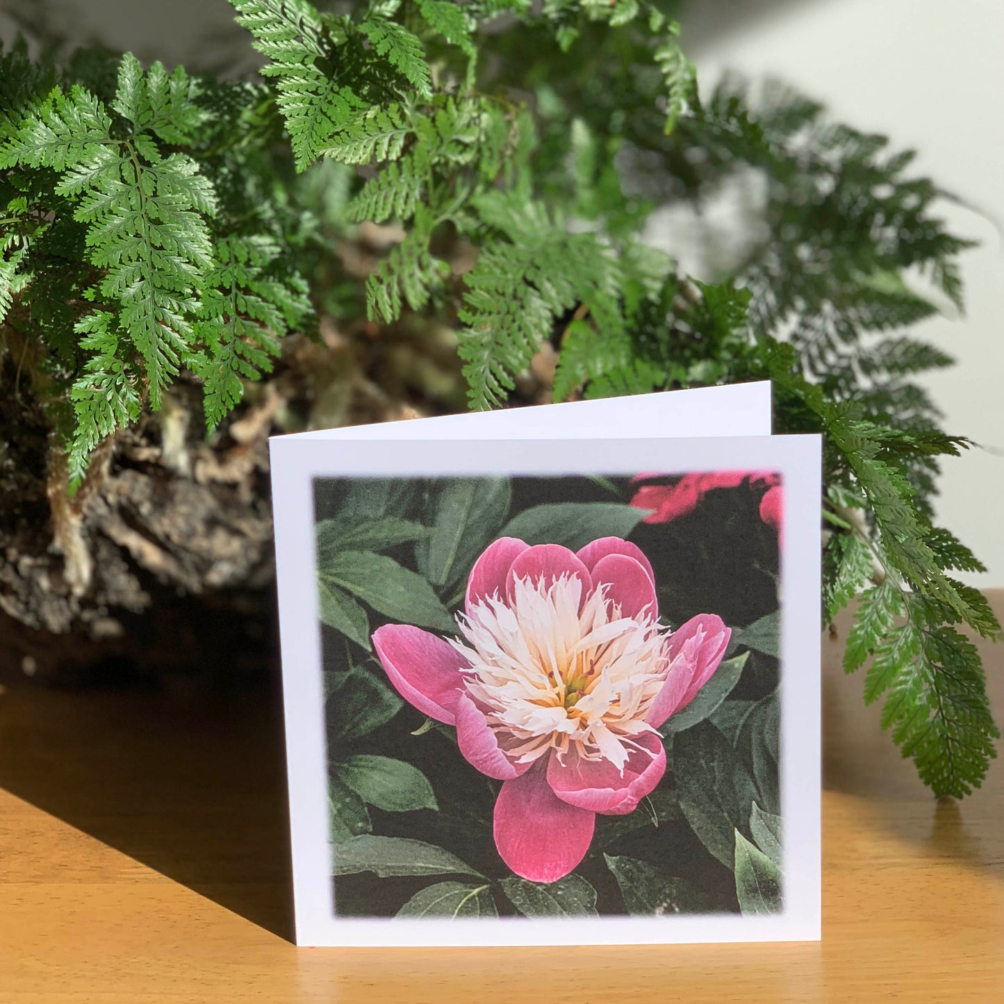 Pink Peony 2nd DSC2043