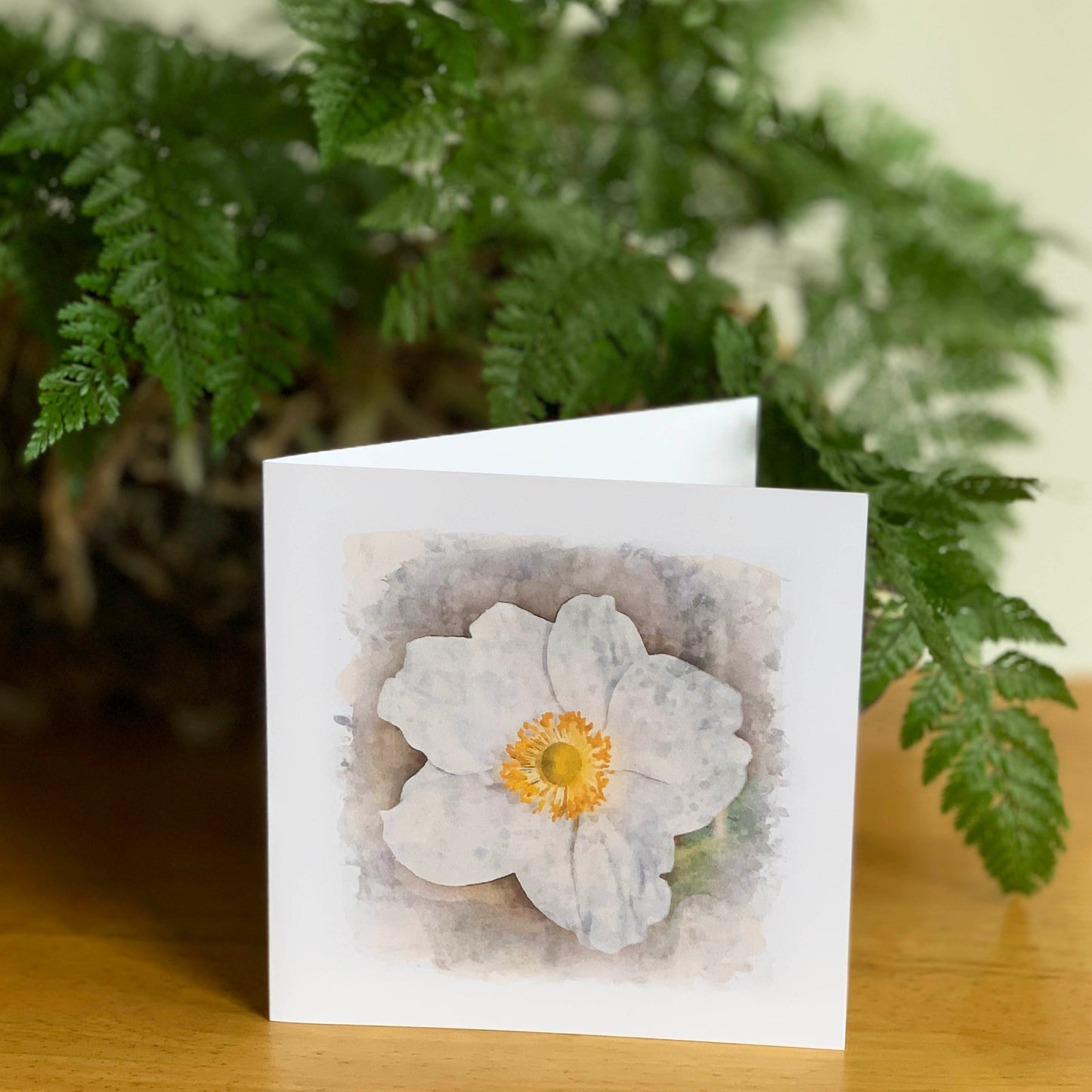 Watercolour Magic White Anemone DSA1184