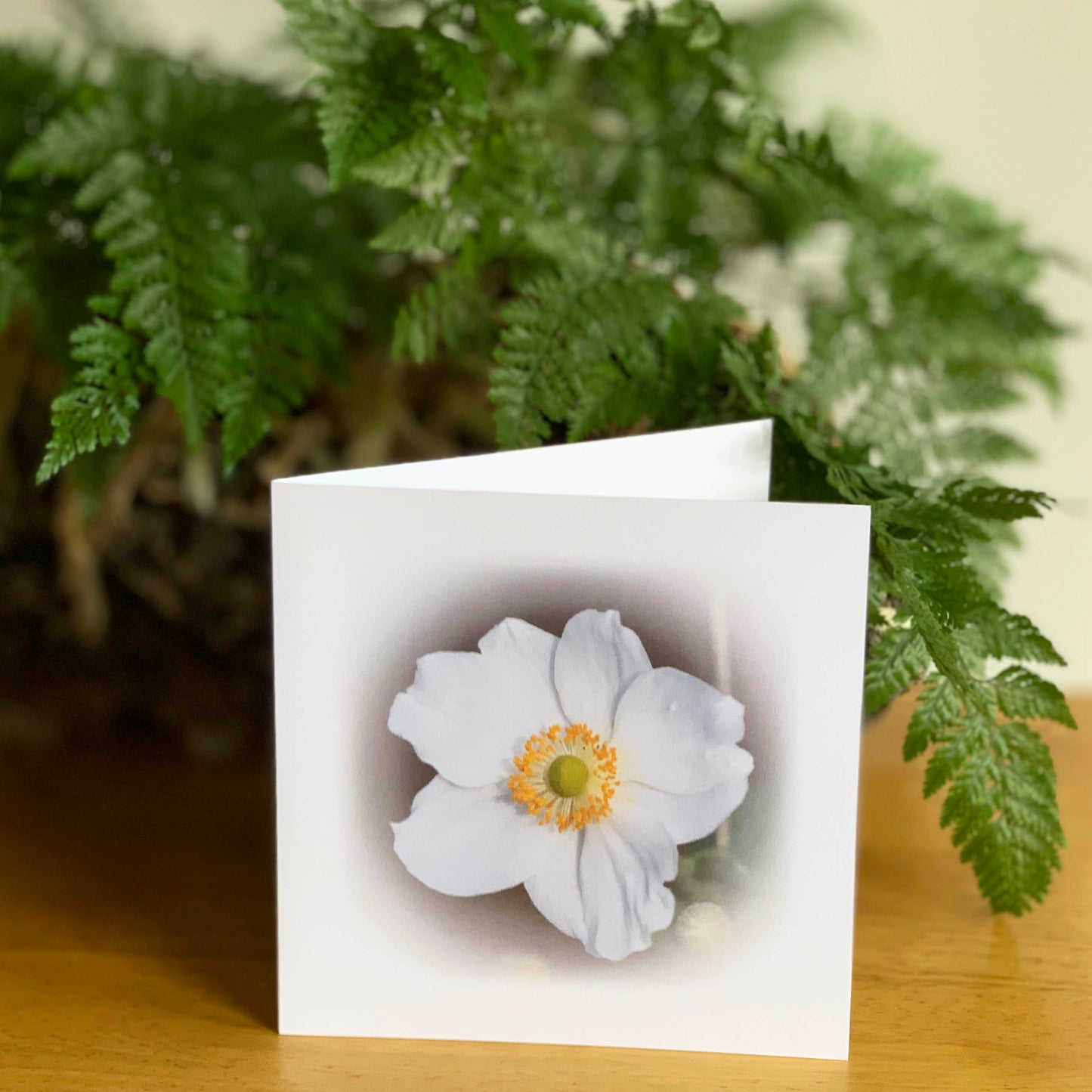 White Anemone DSA1184