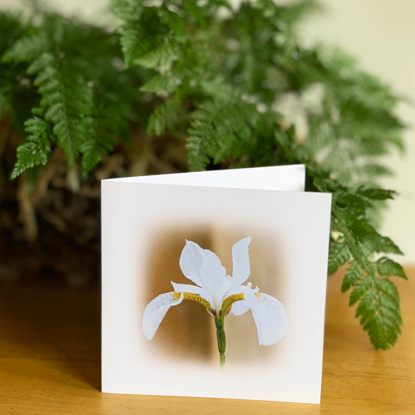 White Iris DSD1397