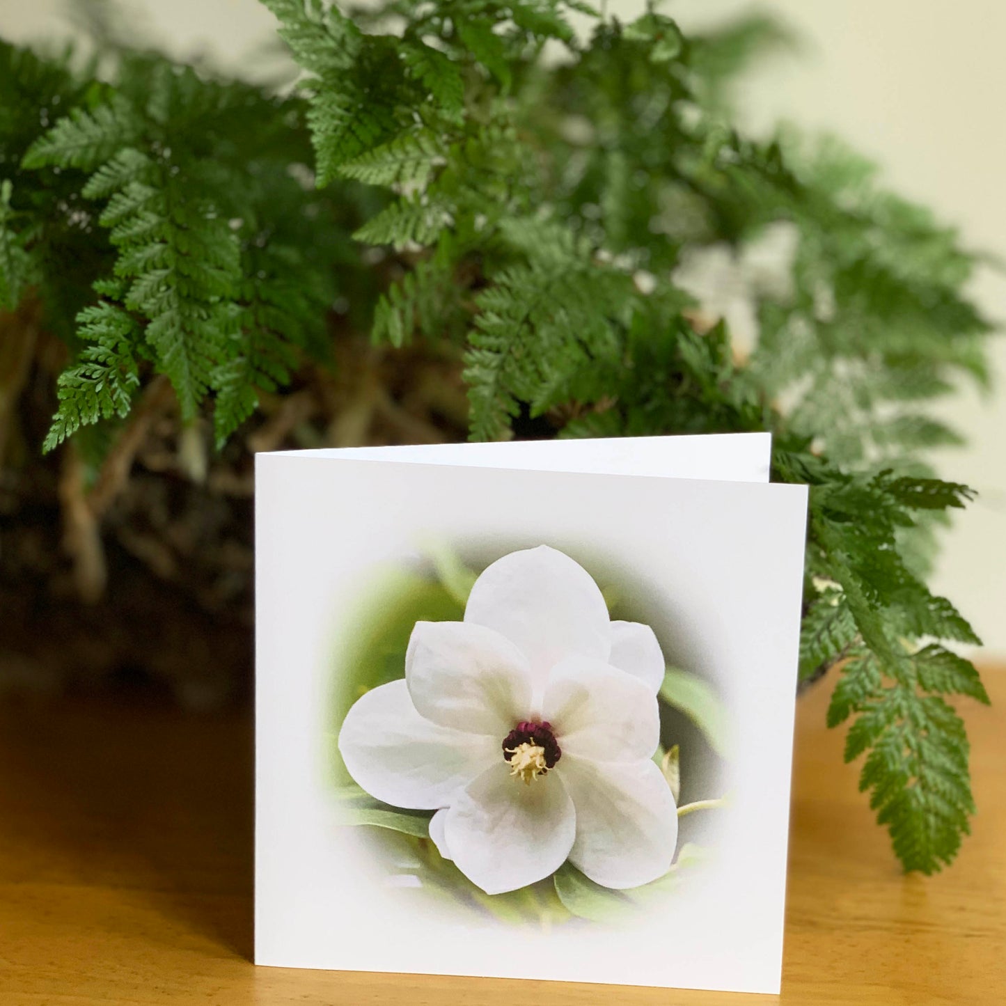 White Magnolia DSA0868