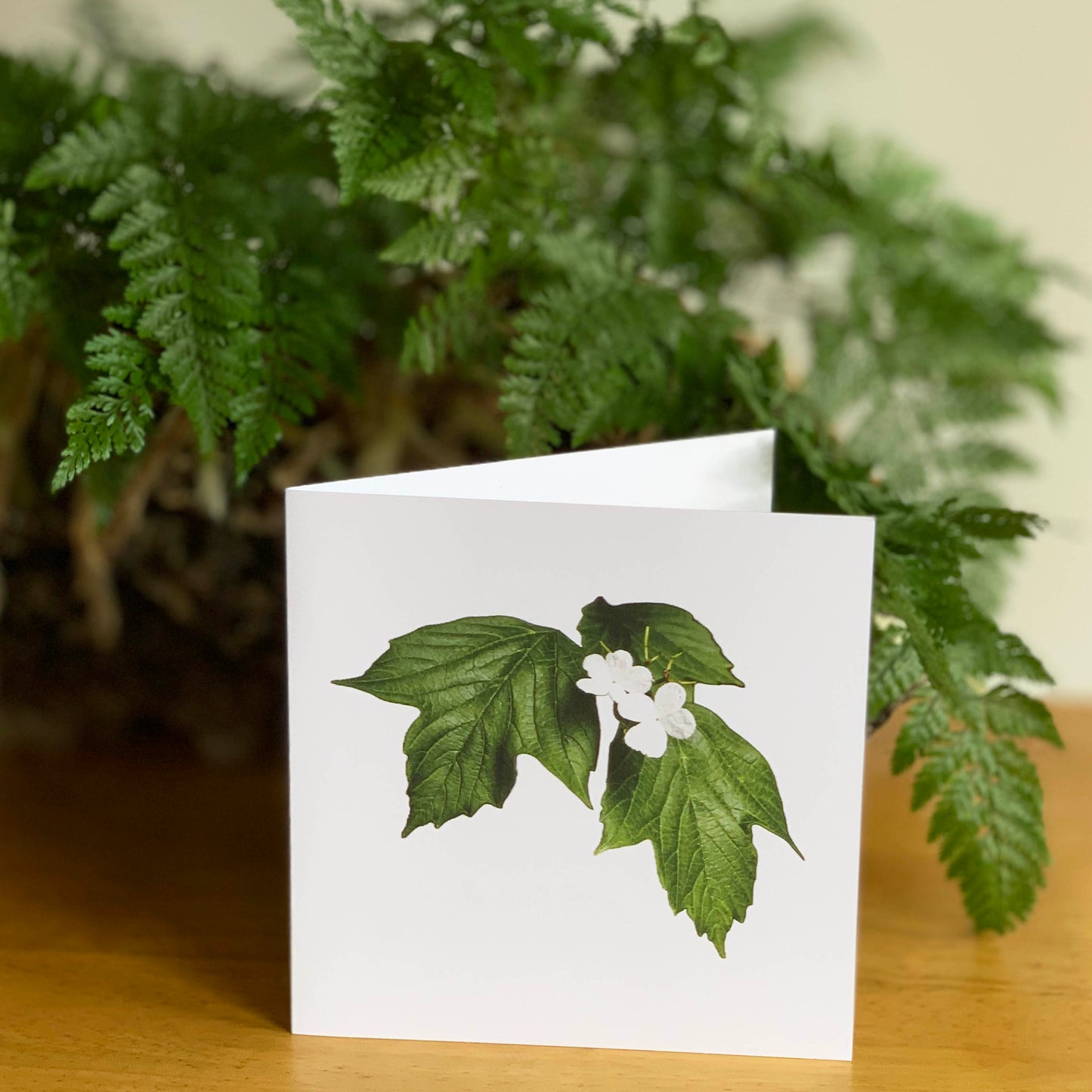 White Viburnum Cutout DSA0687