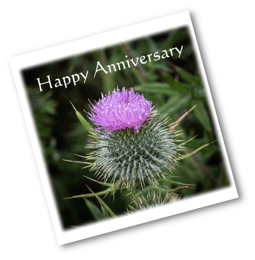 Anniversary Thistle DSB2593