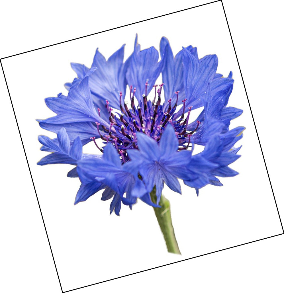 Blue Cornflower Cutout 1st DSC3564