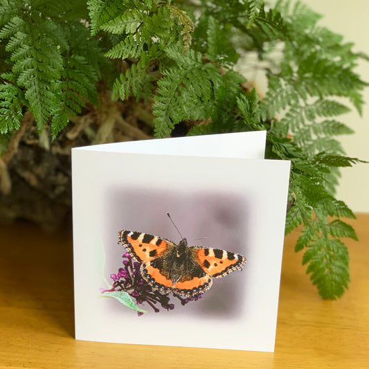 Butterfly - Red Admiral DSA8568