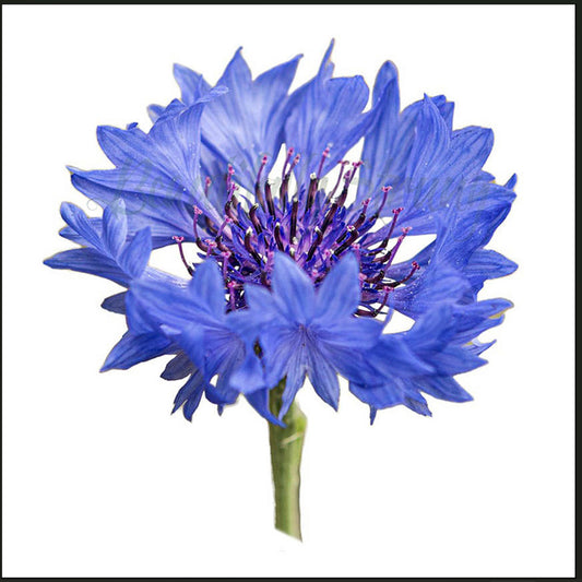 Blue Cornflower Cutout 1st DSC3564