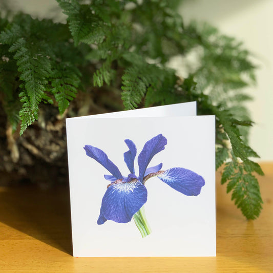 Deep Blue/Purple Iris Cutout DSD1454