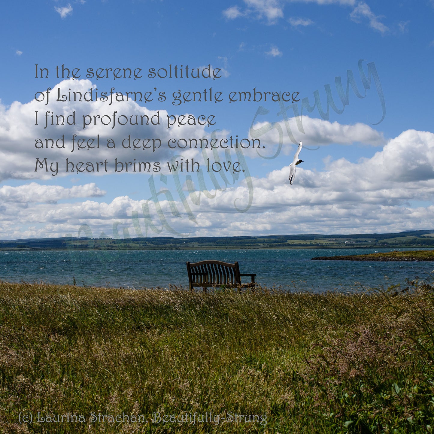 Lindisfarne Solitude overlooking St Cuthbert's Island DSB3658