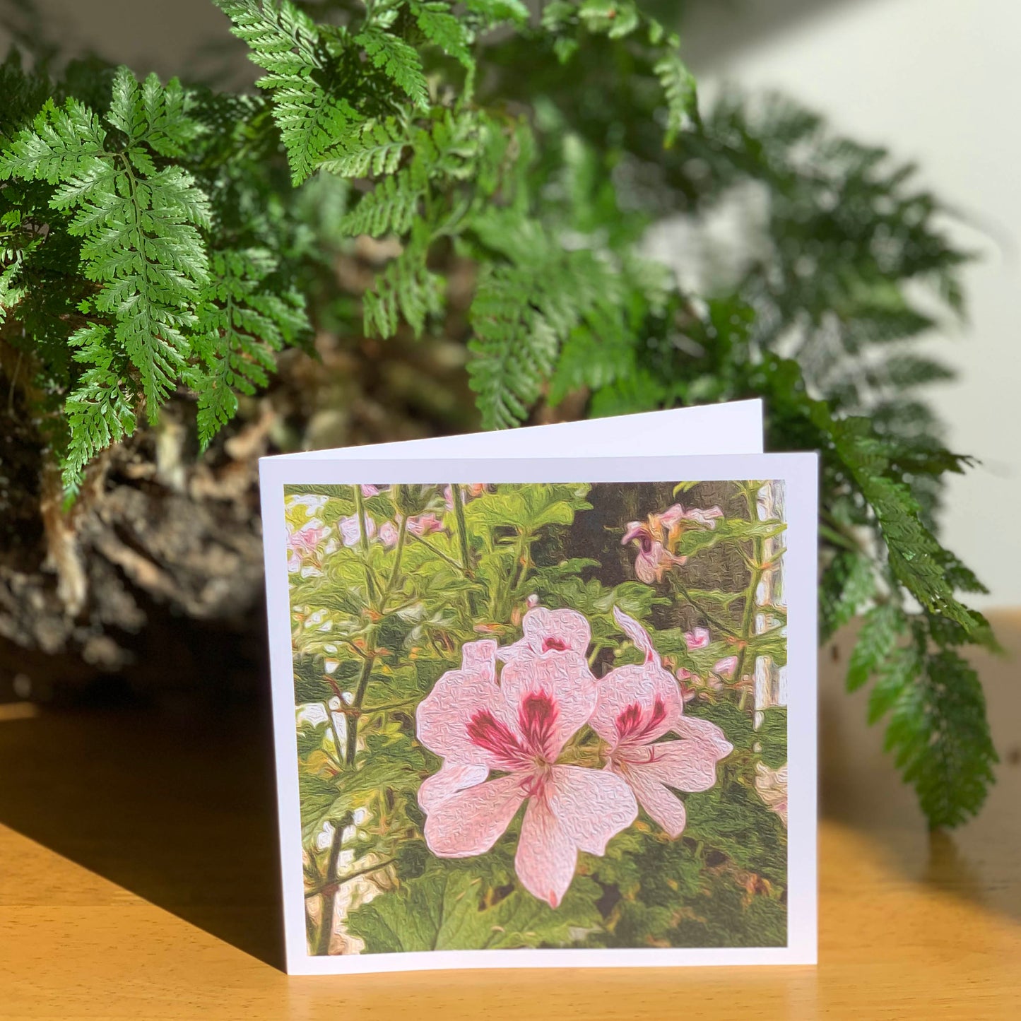 Pelargonium Blush SAM 2312-DA