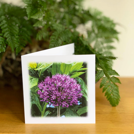 Purple Allium DSC2202