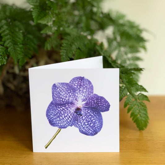 Purple Orchid Messenger Cutout DSC7351