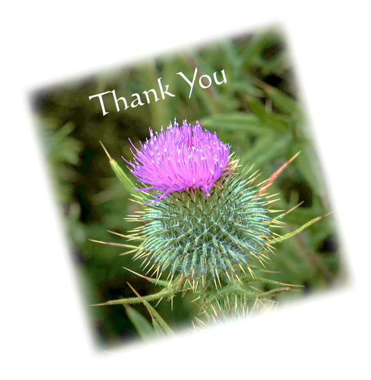 Thistle 1st DSB2593 Thank You